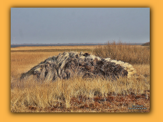 Ringkoebing Fjord (1).jpg